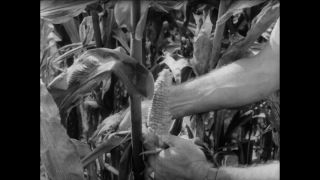 Link to Video | Paul Karl Lieberenz