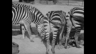 Link to Video | Paul Karl Lieberenz