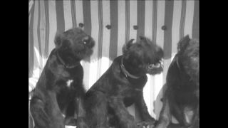 Link to Video | Paul Karl Lieberenz