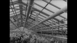 Link to Video | Paul Karl Lieberenz