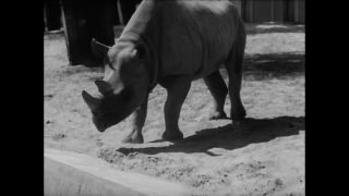 Link to Video | Paul Karl Lieberenz