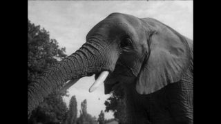 Link to Video | Paul Karl Lieberenz