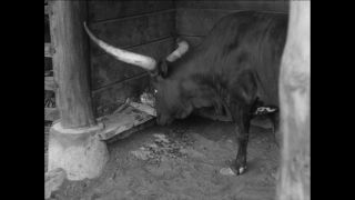 Link to Video | Paul Karl Lieberenz