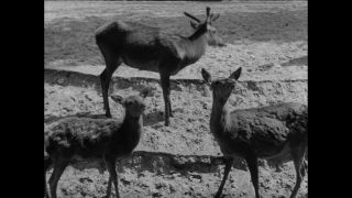 Link to Video | Paul Karl Lieberenz