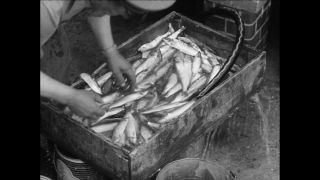 Link to Video | Paul Karl Lieberenz