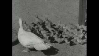 Link to Video | Paul Karl Lieberenz