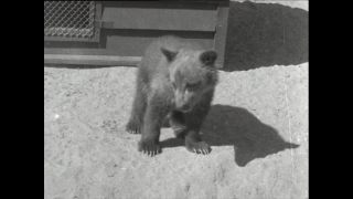 Link to Video | Paul Karl Lieberenz