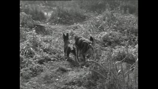 Link to Video | Paul Karl Lieberenz