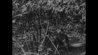 Link to Video | Paul Karl Lieberenz, Kamerun