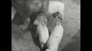 Link to Video | Paul Karl Lieberenz