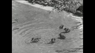 Link to Video | Paul Karl Lieberenz