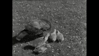 Link to Video | Paul Karl Lieberenz