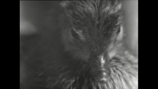 Link to Video | Paul Karl Lieberenz