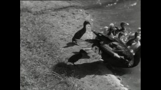 Link to Video | Paul Karl Lieberenz