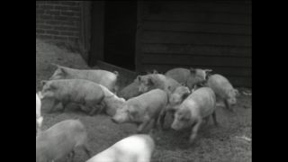 Link to Video | Paul Karl Lieberenz