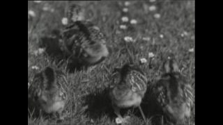 Link to Video | Paul Karl Lieberenz