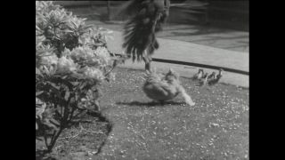 Link to Video | Paul Karl Lieberenz