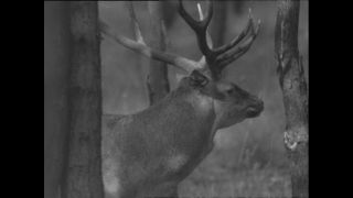 Link to Video | Paul Karl Lieberenz