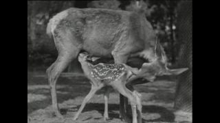 Link to Video | Paul Karl Lieberenz