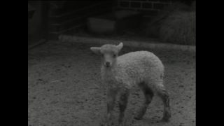 Link to Video | Paul Karl Lieberenz