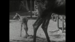 Link to Video | Paul Karl Lieberenz