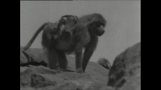 Link to Video | Paul Karl Lieberenz