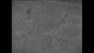 Link to Video | Paul Karl Lieberenz, airplane, Kamerun