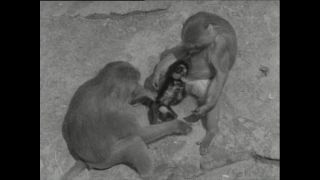 Link to Video | Paul Karl Lieberenz