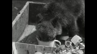 Link to Video | Paul Karl Lieberenz