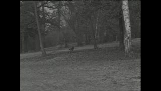 Link to Video | Paul Karl Lieberenz