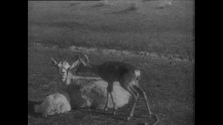 Link to Video | Paul Karl Lieberenz