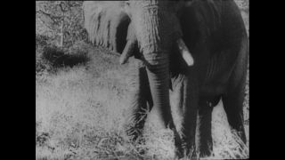 Link to Video | Paul Karl Lieberenz