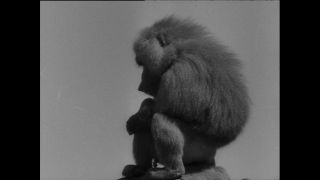 Link zum Video | Paul Lieberenz