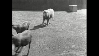 Link to Video | Paul Karl Lieberenz