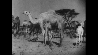 Link zum Video | Paul Lieberenz