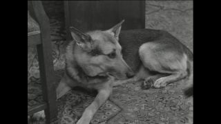 Link to Video | Paul Karl Lieberenz