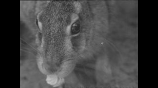 Link zum Video | Paul Lieberenz