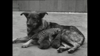 Link to Video | Paul Karl Lieberenz