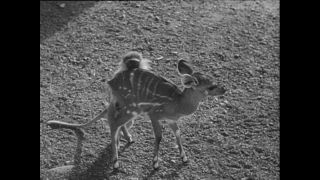 Link to Video | Paul Karl Lieberenz, Kamerun