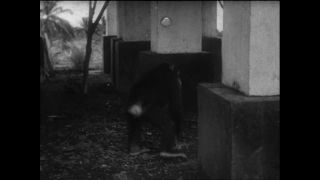 Link to Video | Paul Karl Lieberenz, Kamerun