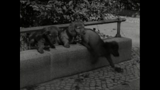 Link to Video | Paul Karl Lieberenz