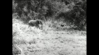 Link to Video | Paul Karl Lieberenz