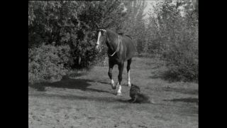 Link to Video | Paul Karl Lieberenz