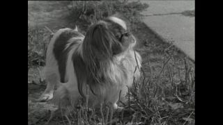 Link to Video | Paul Karl Lieberenz