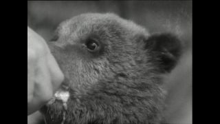 Link to Video | Paul Karl Lieberenz