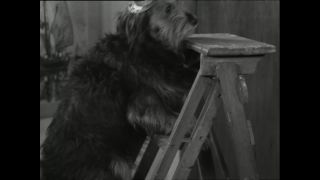 Link to Video | Paul Karl Lieberenz