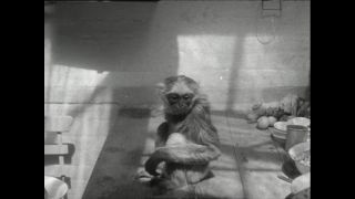 Link to Video | Paul Karl Lieberenz