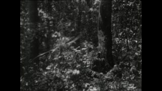 Link to Video | Paul Karl Lieberenz, Africa, Pygmy people, 1920s, black and white