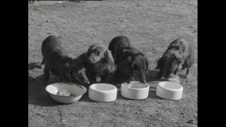 Link to Video | Paul Karl Lieberenz