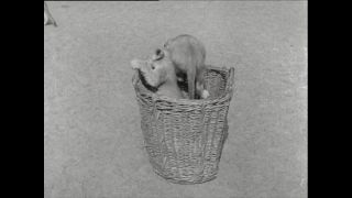 Link to Video | Paul Karl Lieberenz